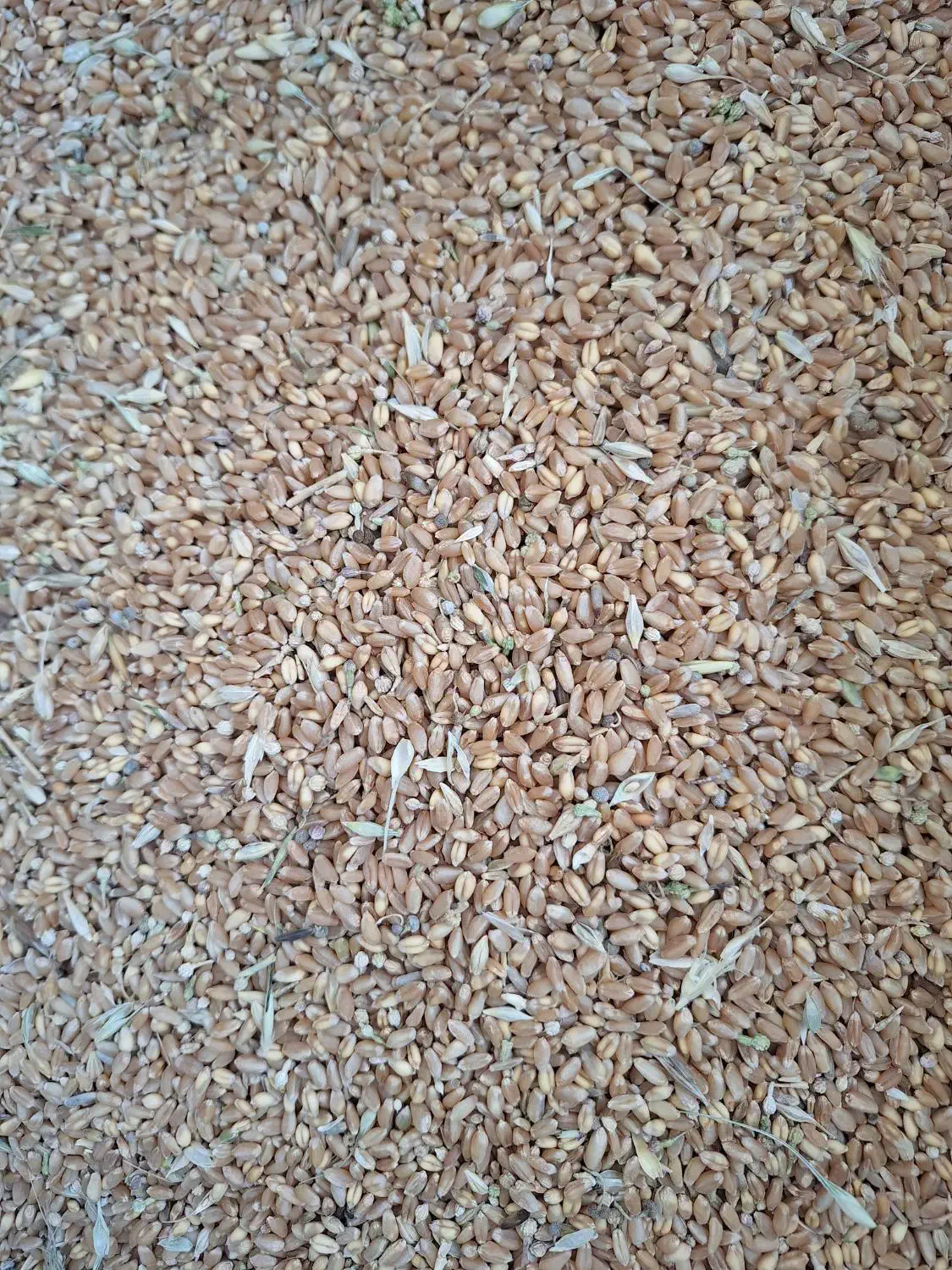 گندم|عمده‌فروشی|محمدیه-قزوین, |دیوار