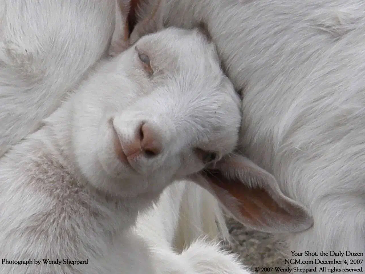 بره نر سبک|حیوانات مزرعه|نیمبلوک, |دیوار