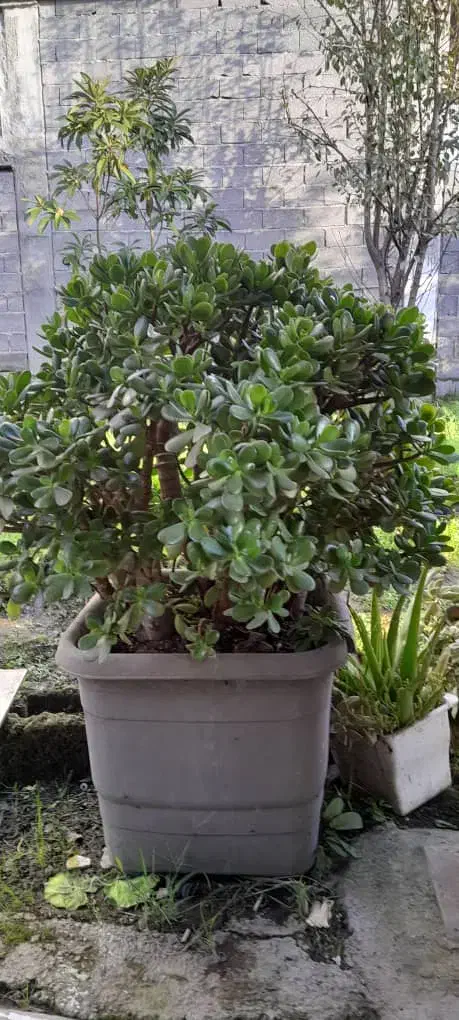 گل ثروت|گل و گیاه طبیعی|رودبنه, |دیوار