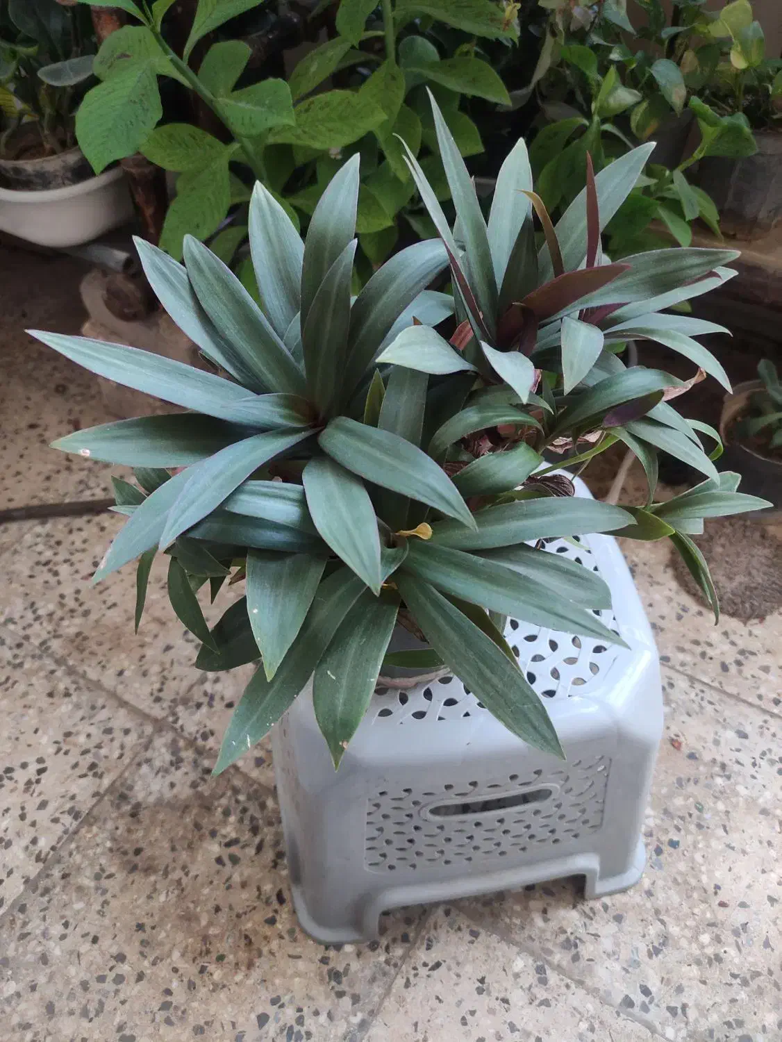 گل های آپارتمانی|گل و گیاه طبیعی|شهرکرد, |دیوار