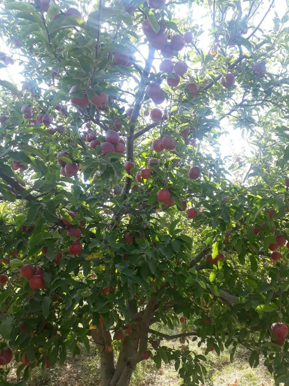 باغ قطره‌ای بالاتر از کمربندی نزدیکی ایستگاه گاز|فروش دفتر صنعتی، کشاورزی، تجاری|اهر, |دیوار