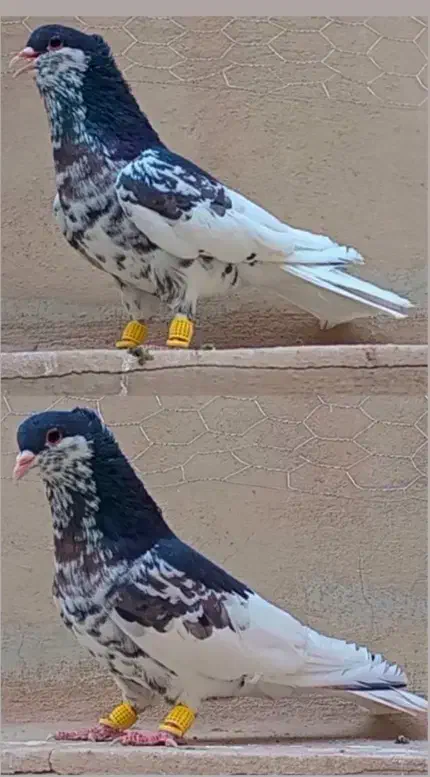 چند جفت حیوون فوق العاده عتیقه|پرنده|مه ولات, |دیوار