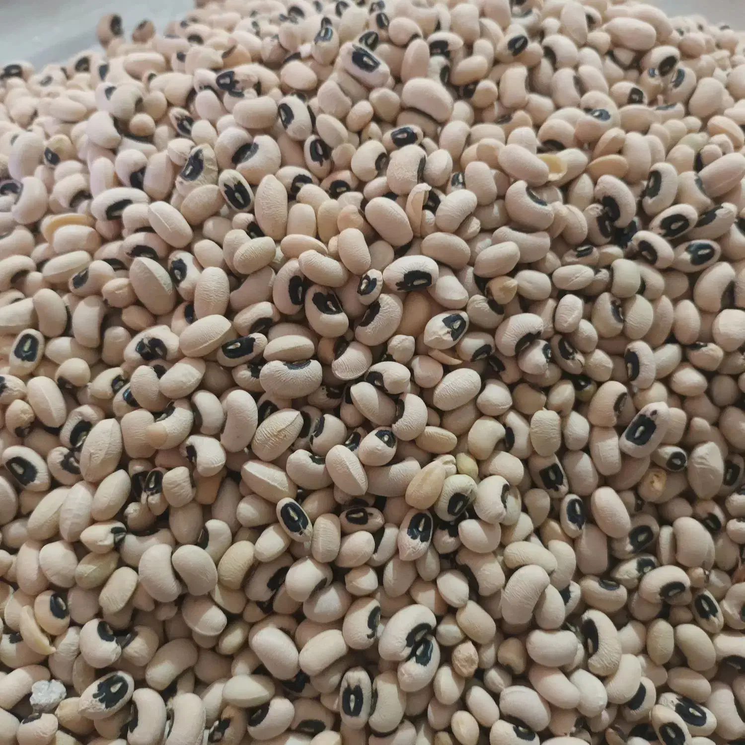 لوبیا|خوردنی و آشامیدنی|کوهنانی, |دیوار