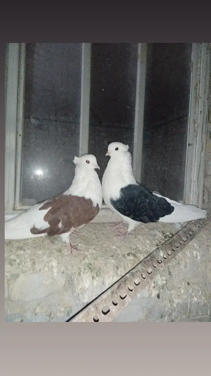 کشیده بلند|پرنده|اقلید, |دیوار