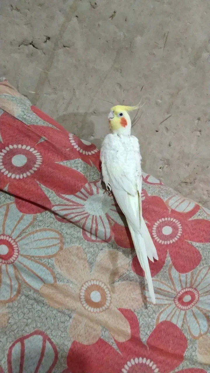 عروس هلندی نر معاوضه ای|پرنده|زابل, |دیوار