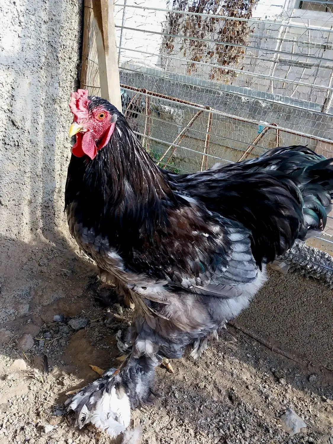 خروس برهما بلک|حیوانات مزرعه|اردبیل, |دیوار