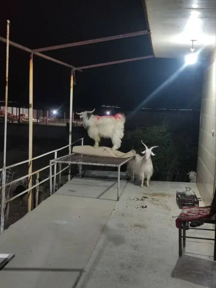 گمشده سرقت شده ایذه ایذه|حیوانات|ایذه, |دیوار