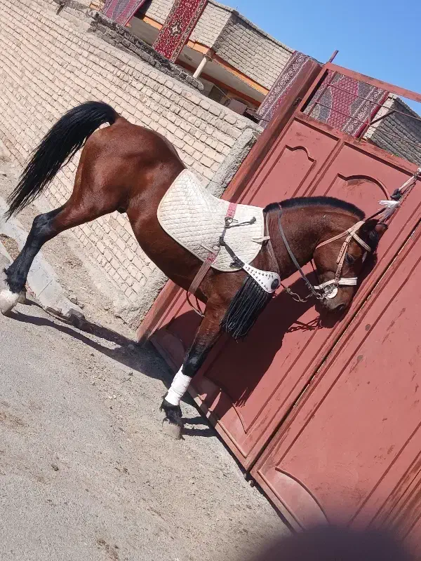 نریان عرب ایرانی|اسب و تجهیزات اسب‌سواری|سلماس, |دیوار