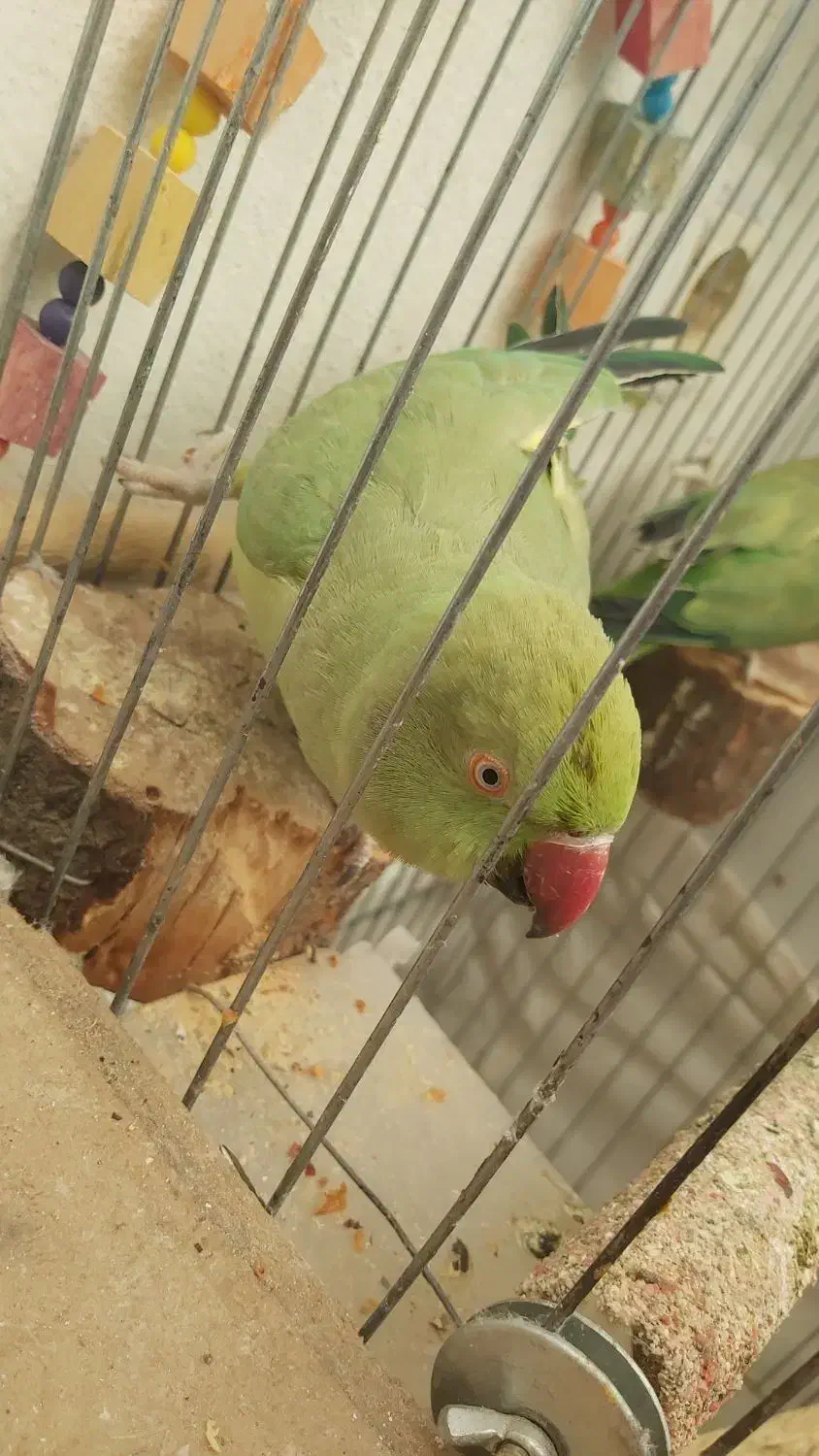 ملنگو مولد|پرنده|تاکستان, |دیوار