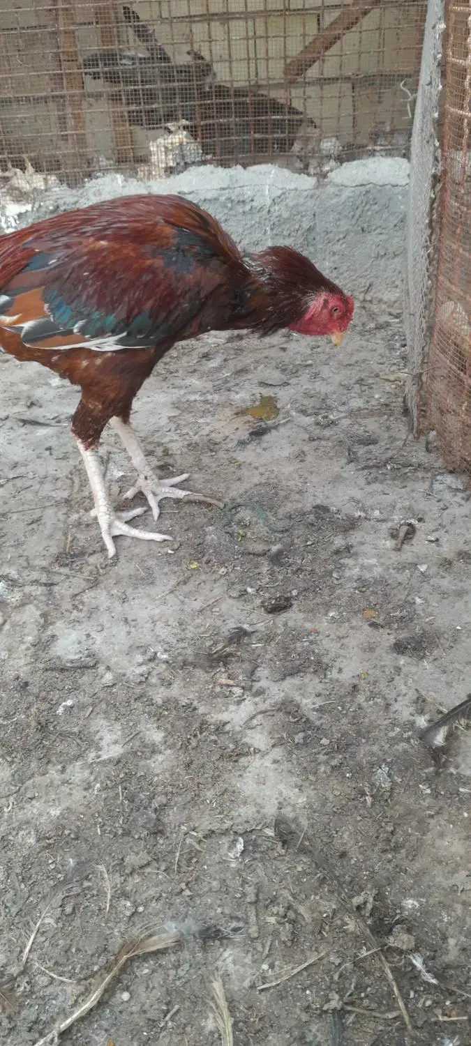 خروس فروشی|حیوانات مزرعه|بندرعباس, |دیوار