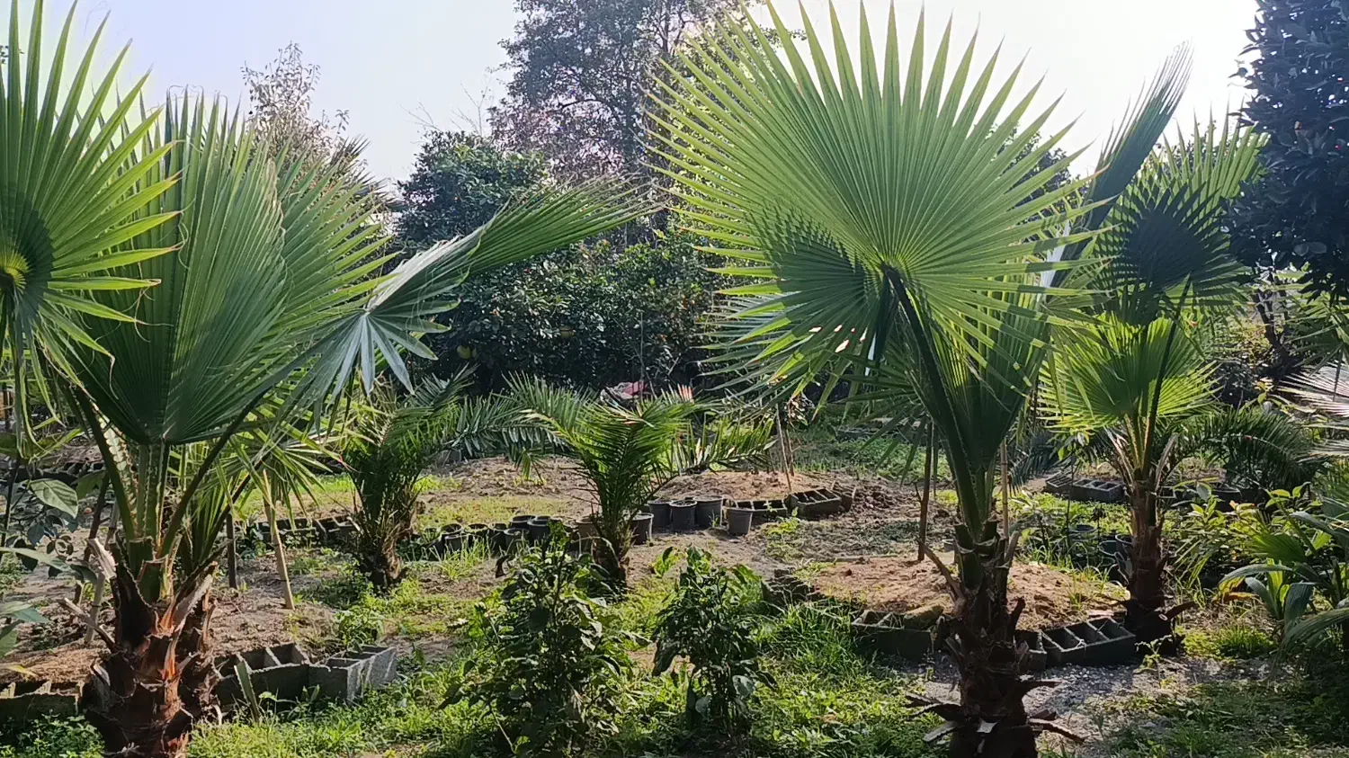 فروش پالم و فونیکس|خدمات باغبانی و درختکاری|هشتگرد, فاز ۲ مهستان|دیوار