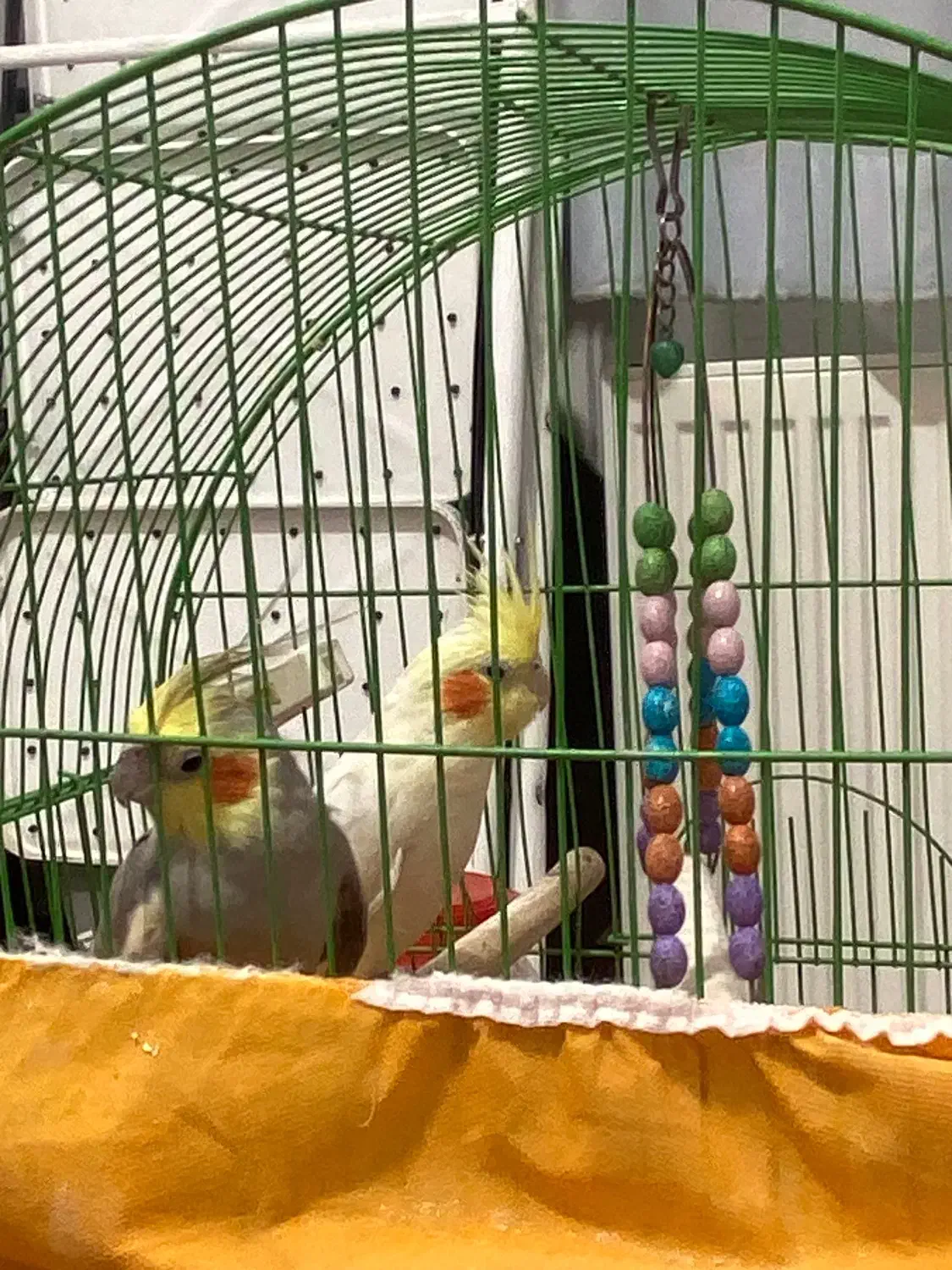 فروش عروس هلندی نر و ماده|پرنده|کرمان, |دیوار