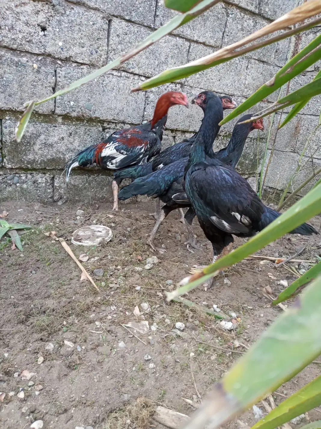 مرغ لاری|حیوانات مزرعه|رودسر, |دیوار