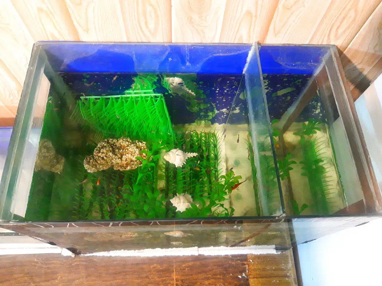 اکواریوم|ماهی|تویسرکان, |دیوار