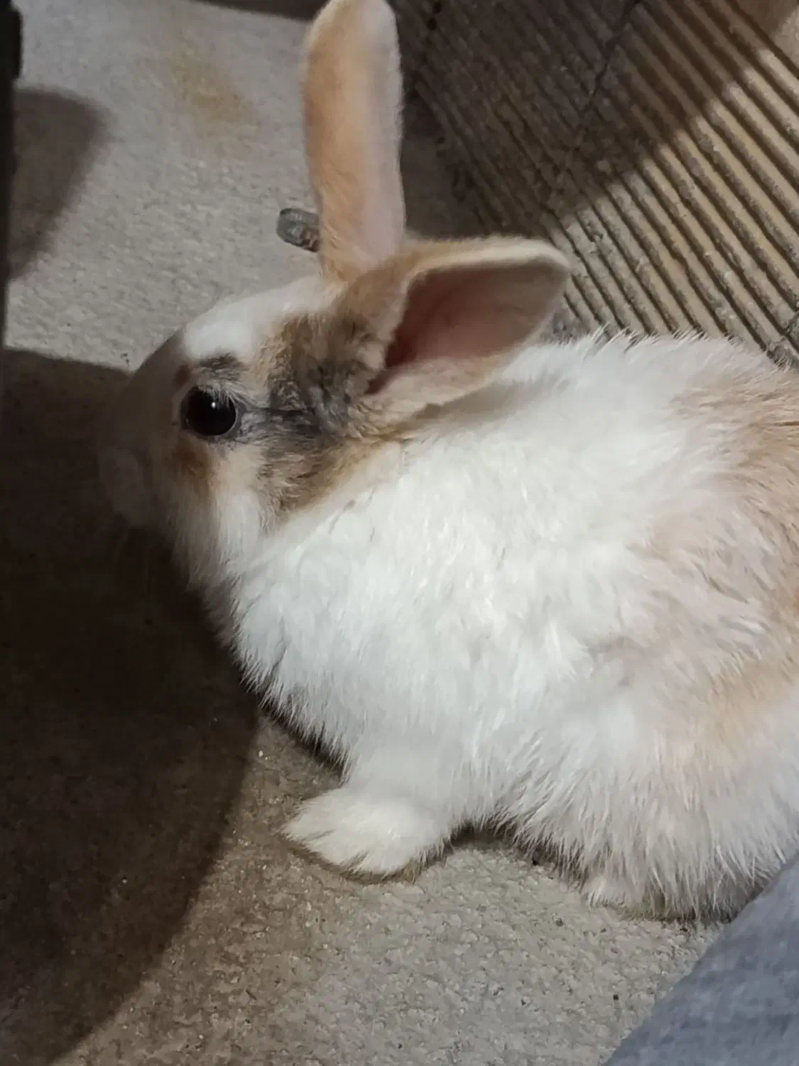 خرگوش|موش و خرگوش|ارومیه, |دیوار