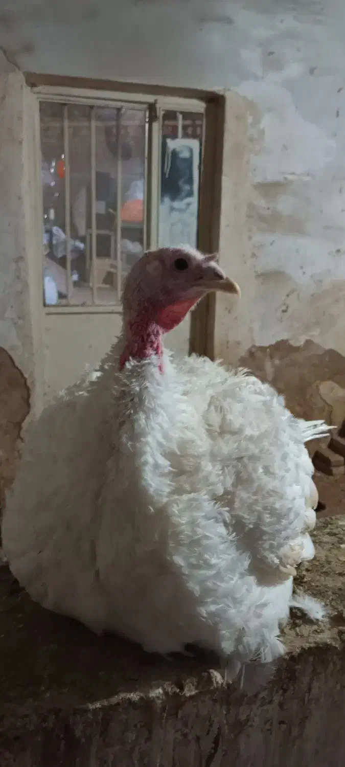 بوقلمون بیوتی ۶ وزن فوق سنگین|حیوانات مزرعه|شوط, |دیوار