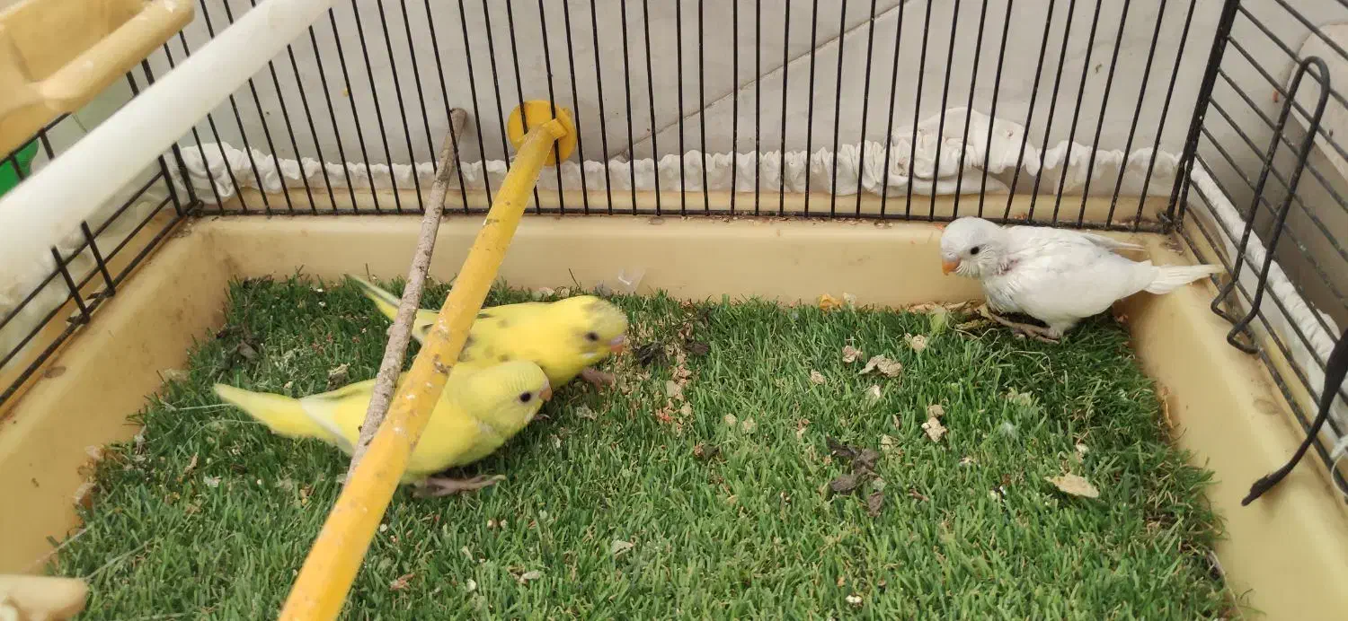 مرغ عشق|پرنده|اصفهان, شیخ طوسی|دیوار