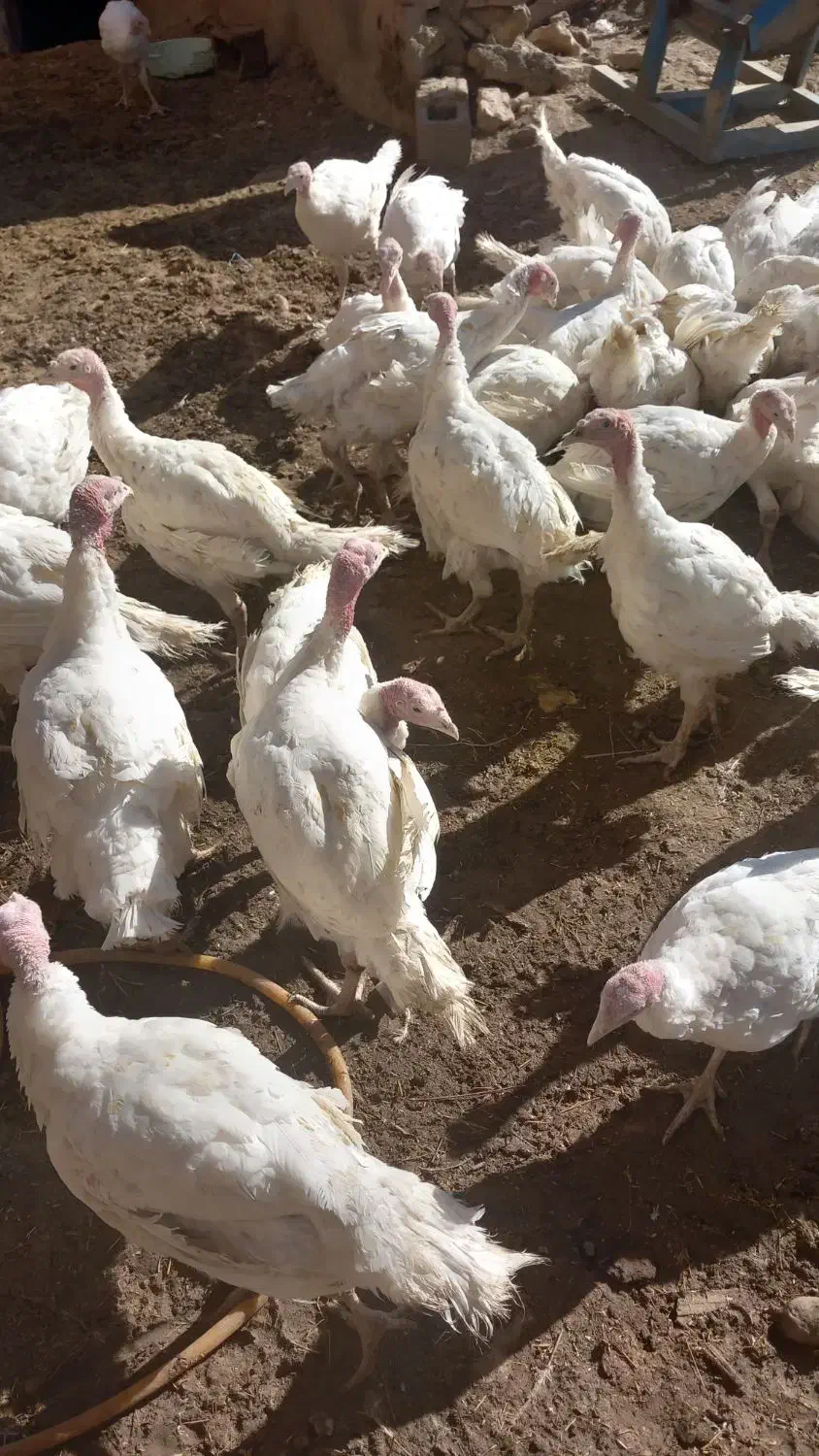 بوقلمون|حیوانات مزرعه|دهگلان, |دیوار