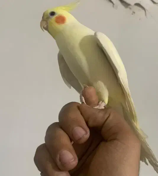 عروس سخنگو|پرنده|باسمنج, |دیوار