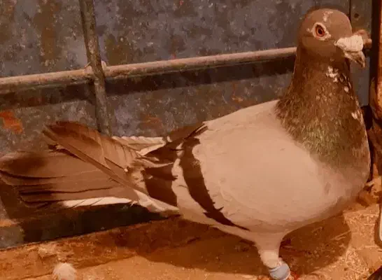 پرنده یاکبوتر|پرنده|تربت‌حیدریه, ده پائین|دیوار