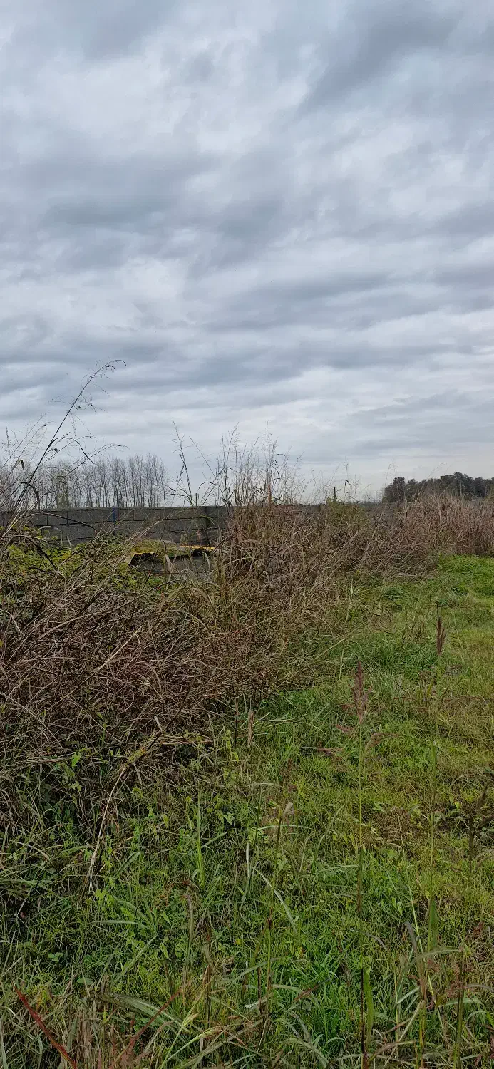 500 متر زمین آماده ساخت در جاده آمل به فریدونکنار|فروش زمین و ملک کلنگی|دابودشت, |دیوار