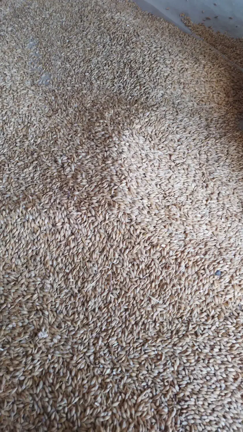 چو زرد خارجی تمیز|حیوانات مزرعه|سرایان, |دیوار