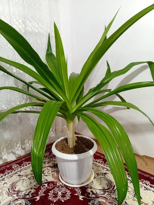 گل طبیعی|گل و گیاه طبیعی|صحنه, |دیوار