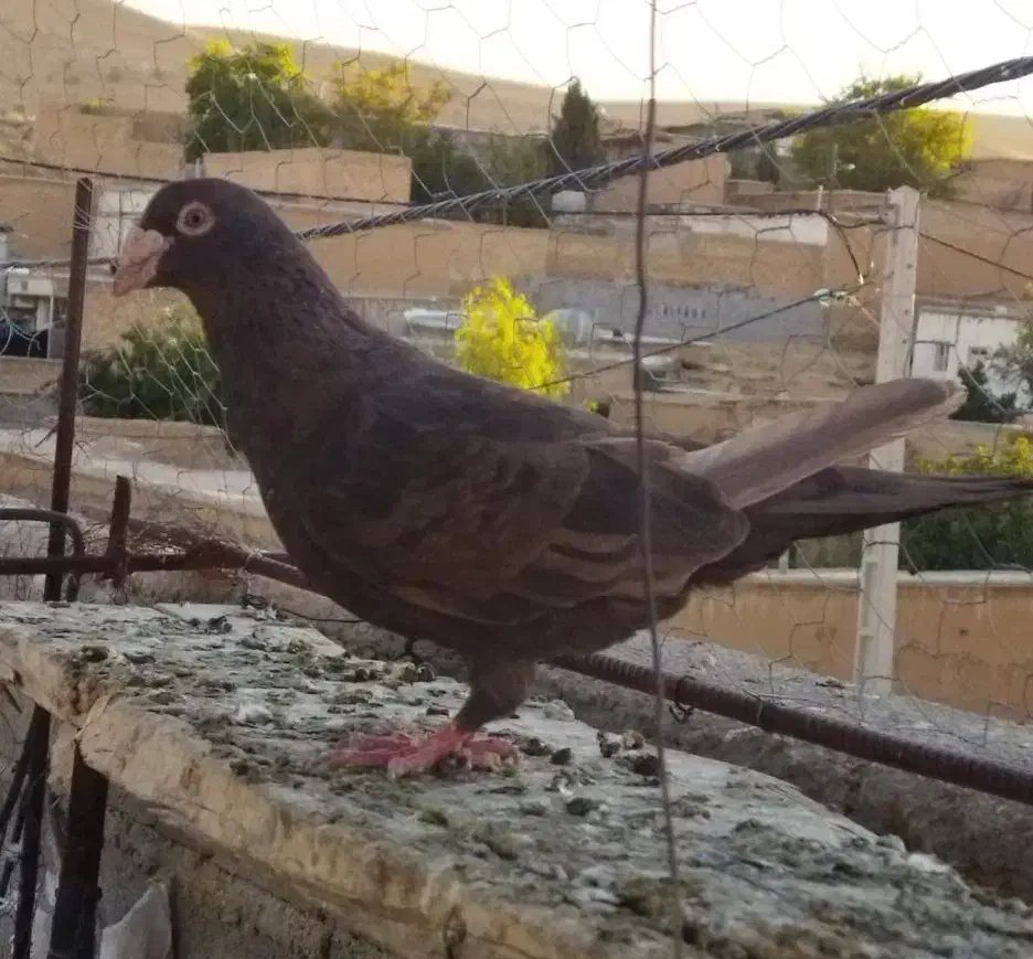 کبوتر پلاکی|پرنده|شیراز, داریون|دیوار