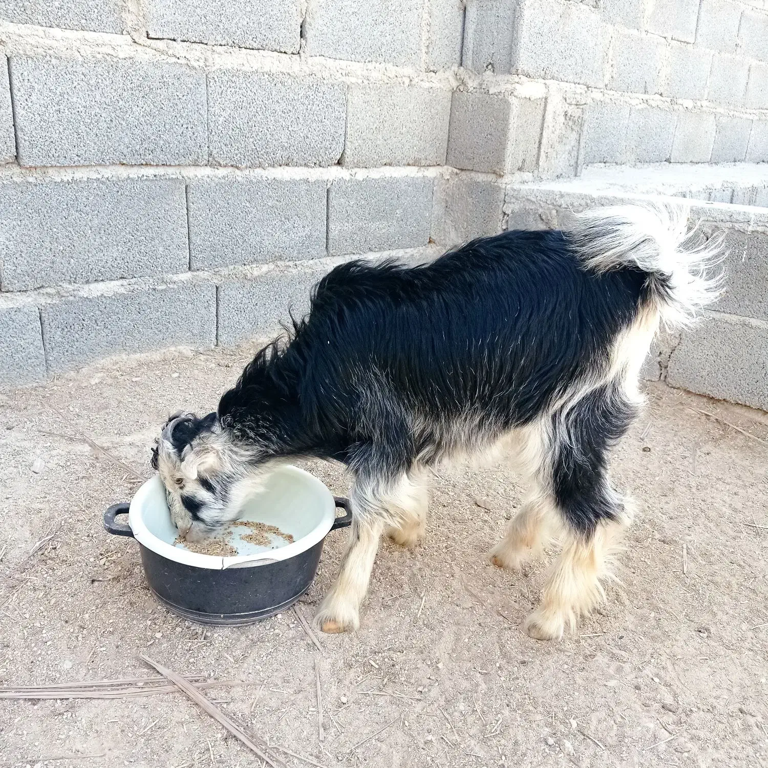 بزغاله خلج - گراش|حیوانات مزرعه|گراش, |دیوار