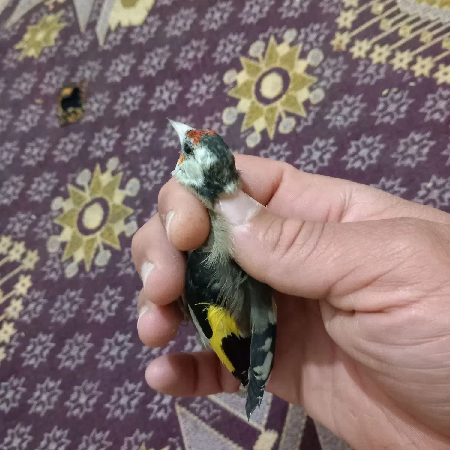 سهره|پرنده|کرج, حیدرآباد|دیوار