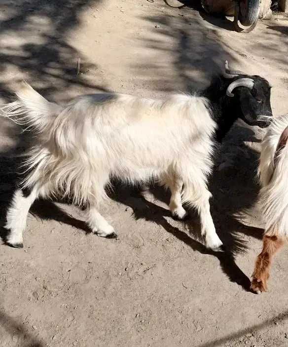 گوسفند فروشی|حیوانات مزرعه|ایرندگان, |دیوار