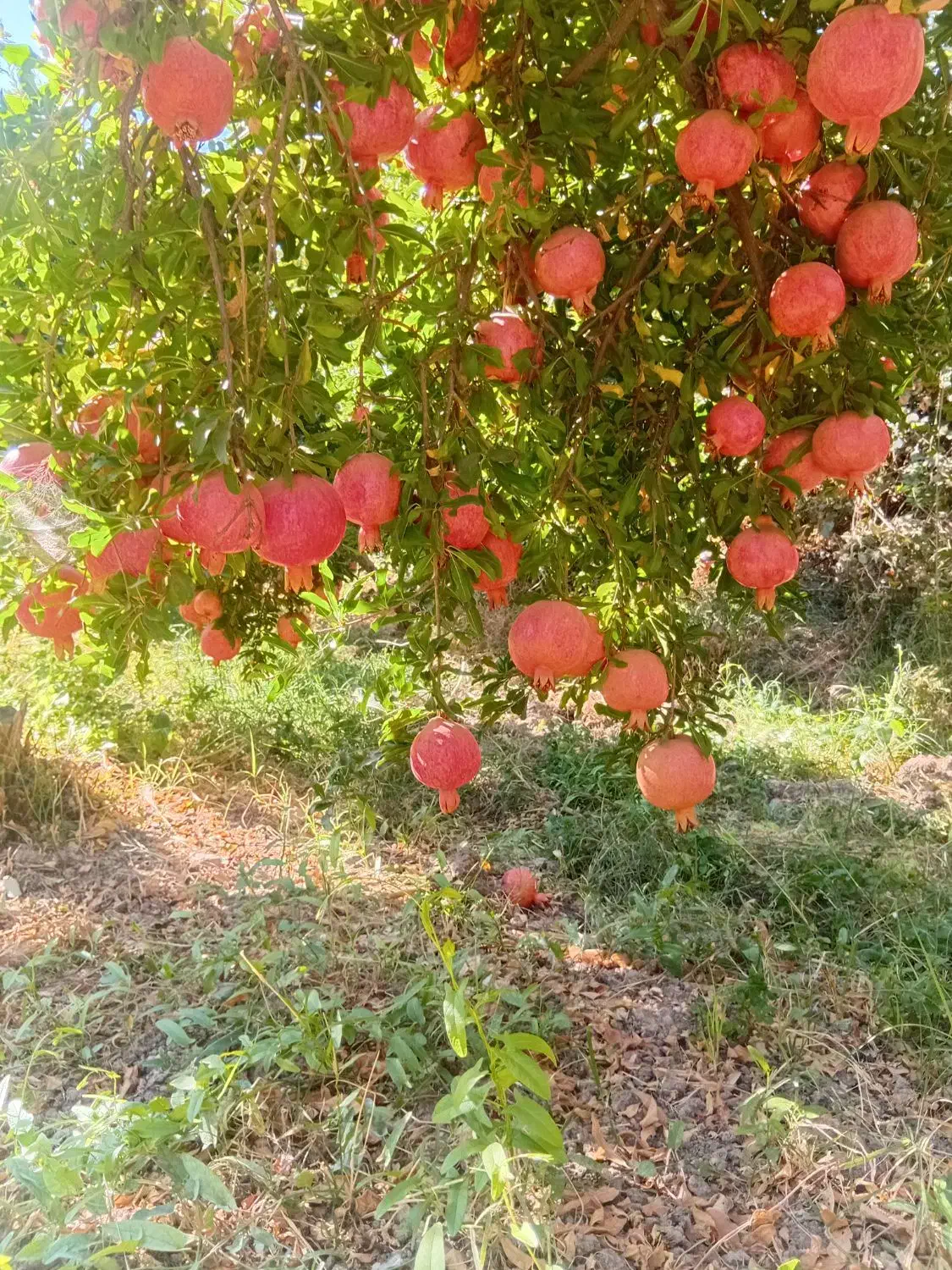 انار|خوردنی و آشامیدنی|کوهنانی, |دیوار