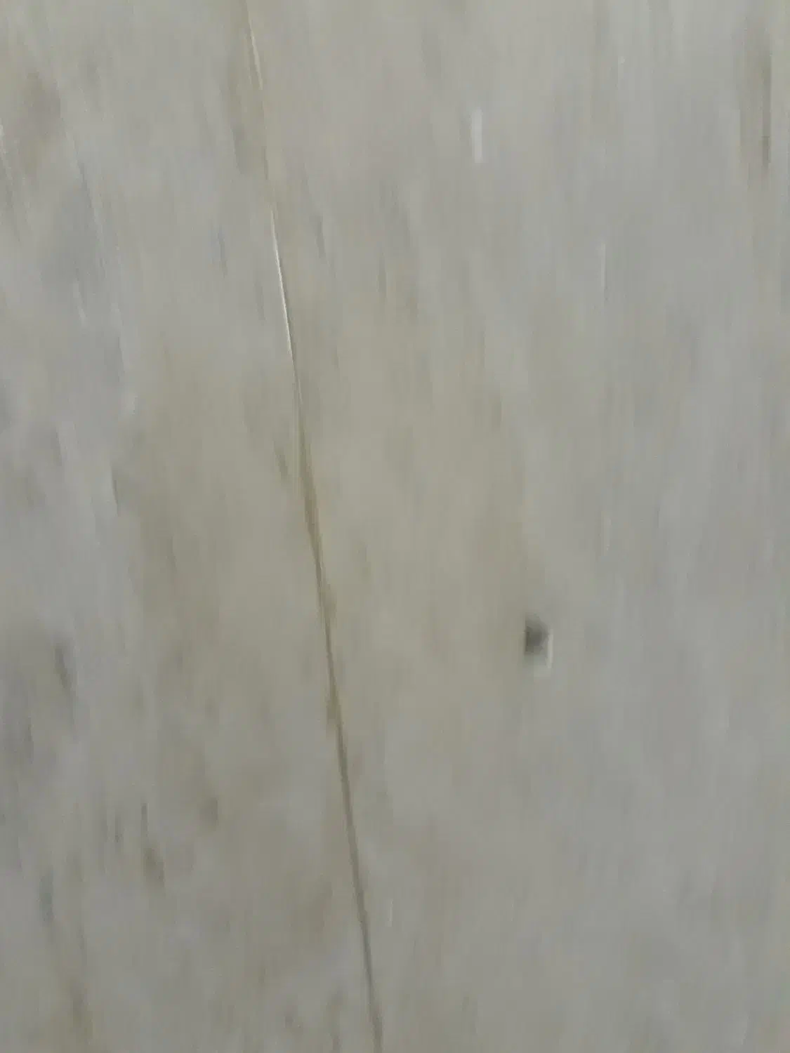 سگ پیدا شده|حیوانات|قم, شهر قائم|دیوار