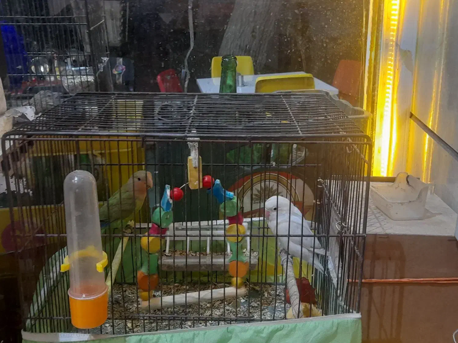 پرنده|پرنده|تهران, فلاح|دیوار