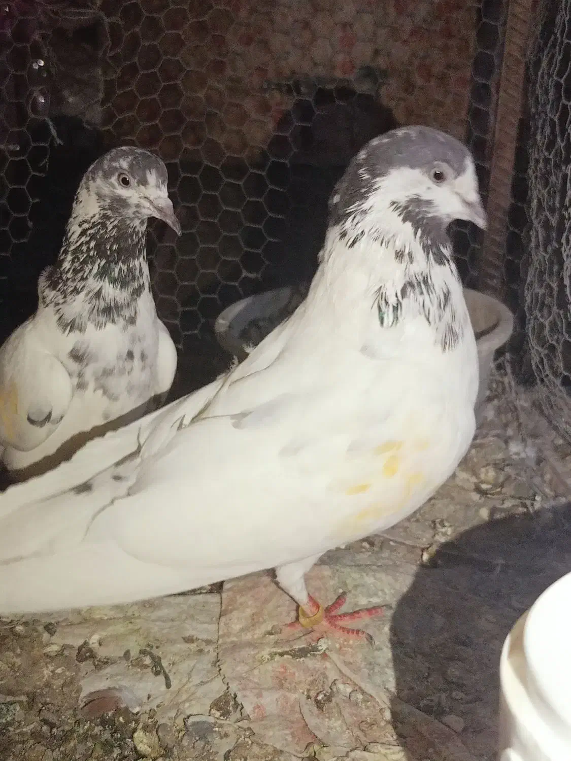 سه جفت نر ماده پرشی جواب داده|پرنده|ایرانشهر, |دیوار