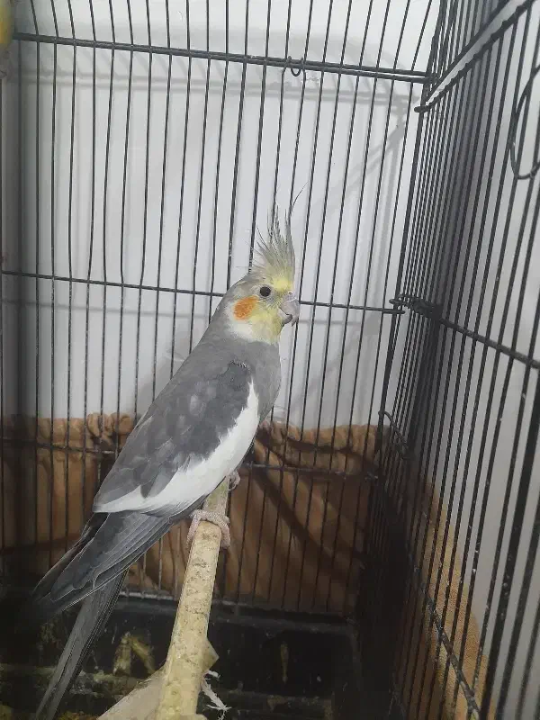 عروس هلندی نر|پرنده|گرگان, |دیوار