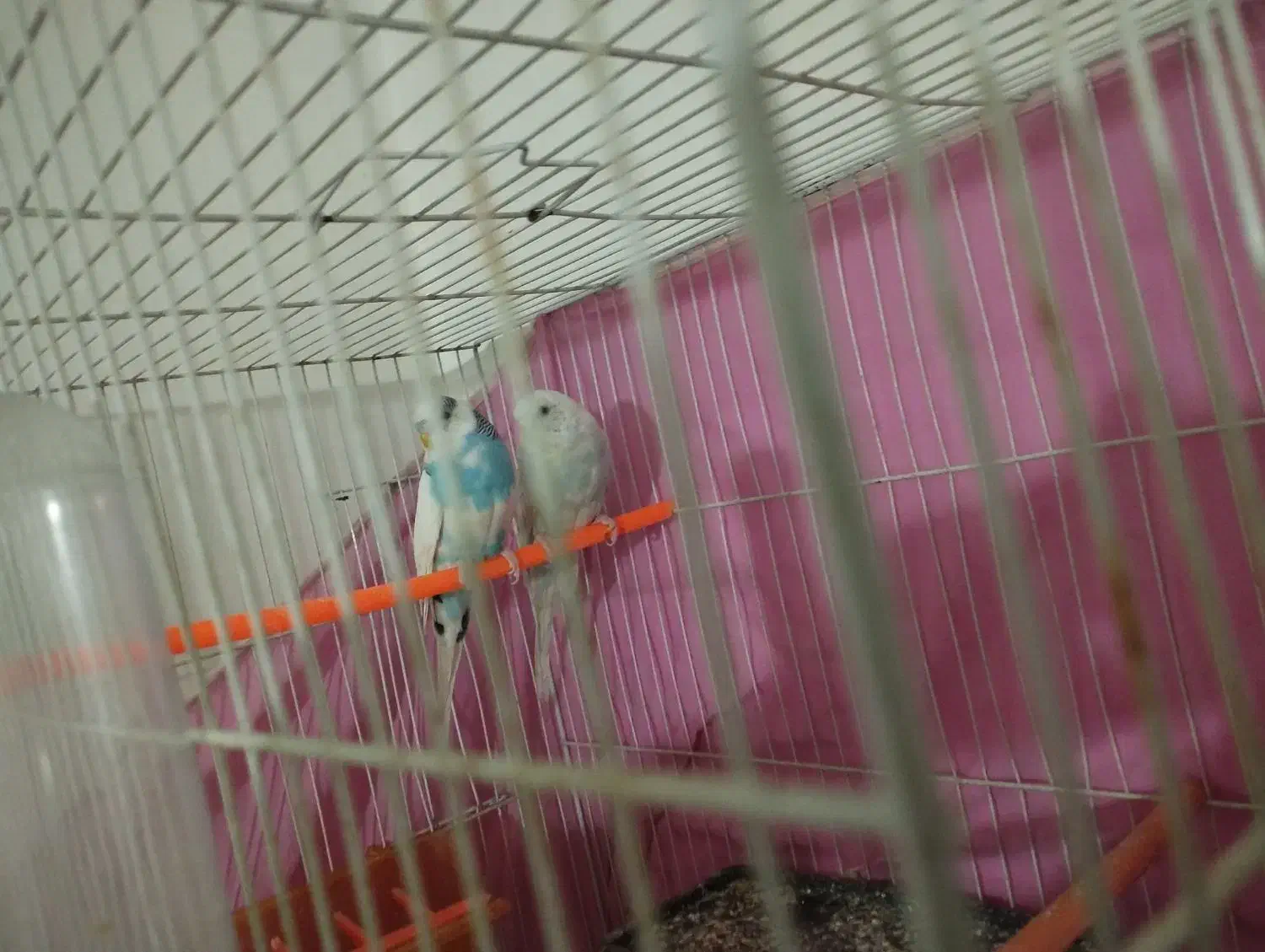 جفت مرغ عشق|پرنده|مشهد, ابوذر|دیوار