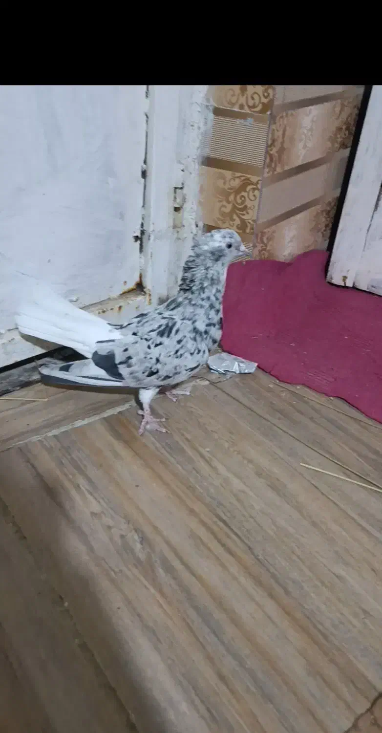 ماده کوهی دمسفید|پرنده|رامهرمز, |دیوار