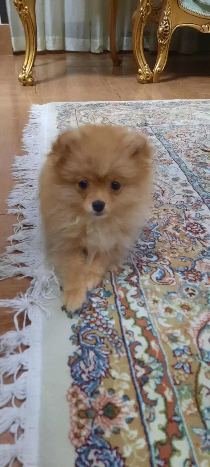 سگ پامرین روباهی ۱۸ میلیون|سگ|شاهینشهر, عطار|دیوار