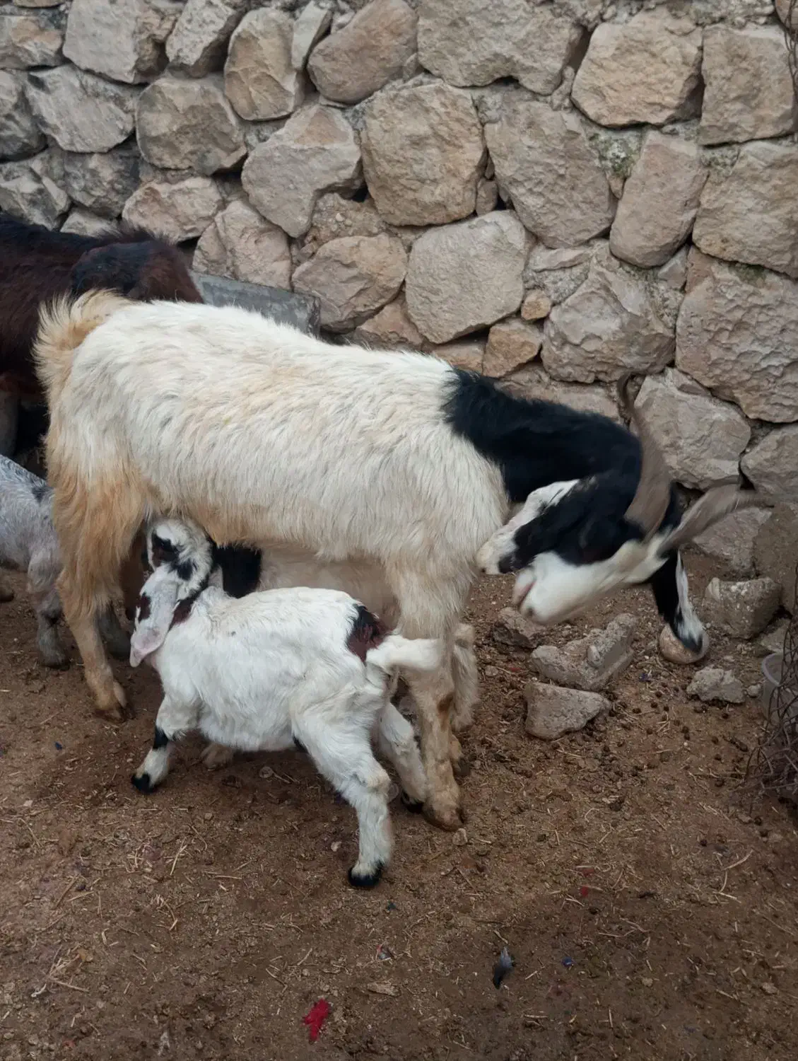 بز کهردار در جم|حیوانات مزرعه|جم, |دیوار