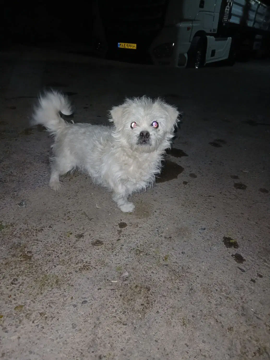 فروش|سگ|بروجن, |دیوار