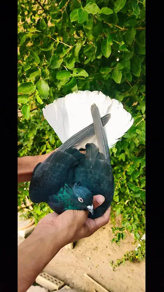 اطراف لتگاه|حیوانات|لالجین, |دیوار