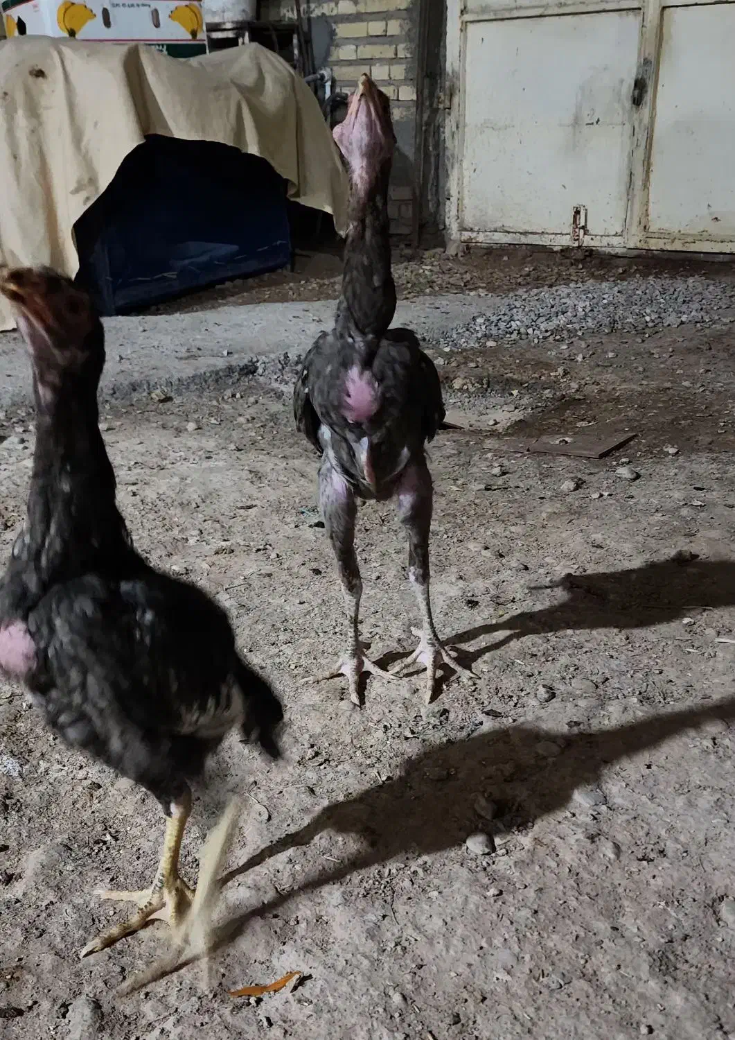 خروس لاری|حیوانات مزرعه|خرمشهر, |دیوار