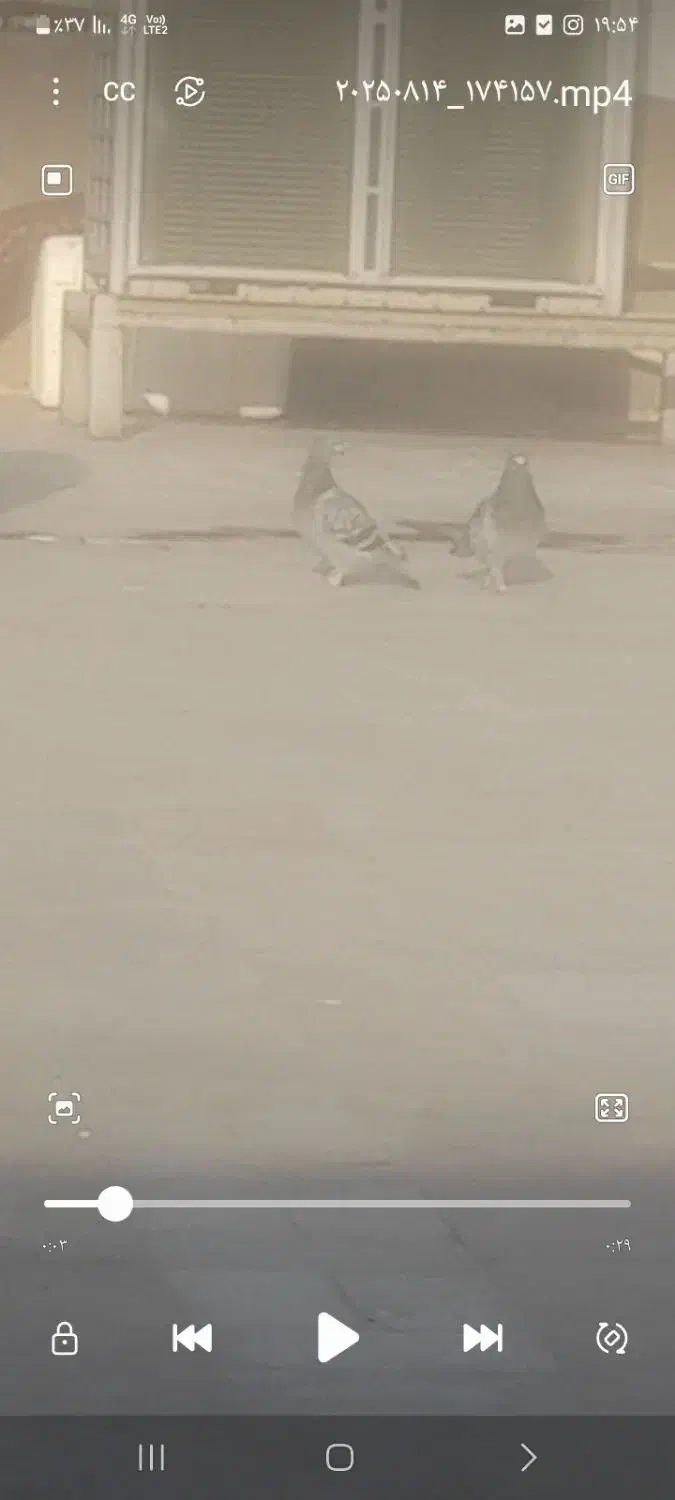 کبوتر|حیوانات|تهران, پرستار|دیوار