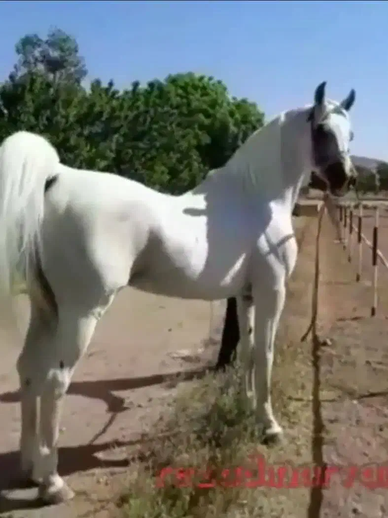 سواری|اسب و تجهیزات اسبسواری|اهواز, امانیه|دیوار