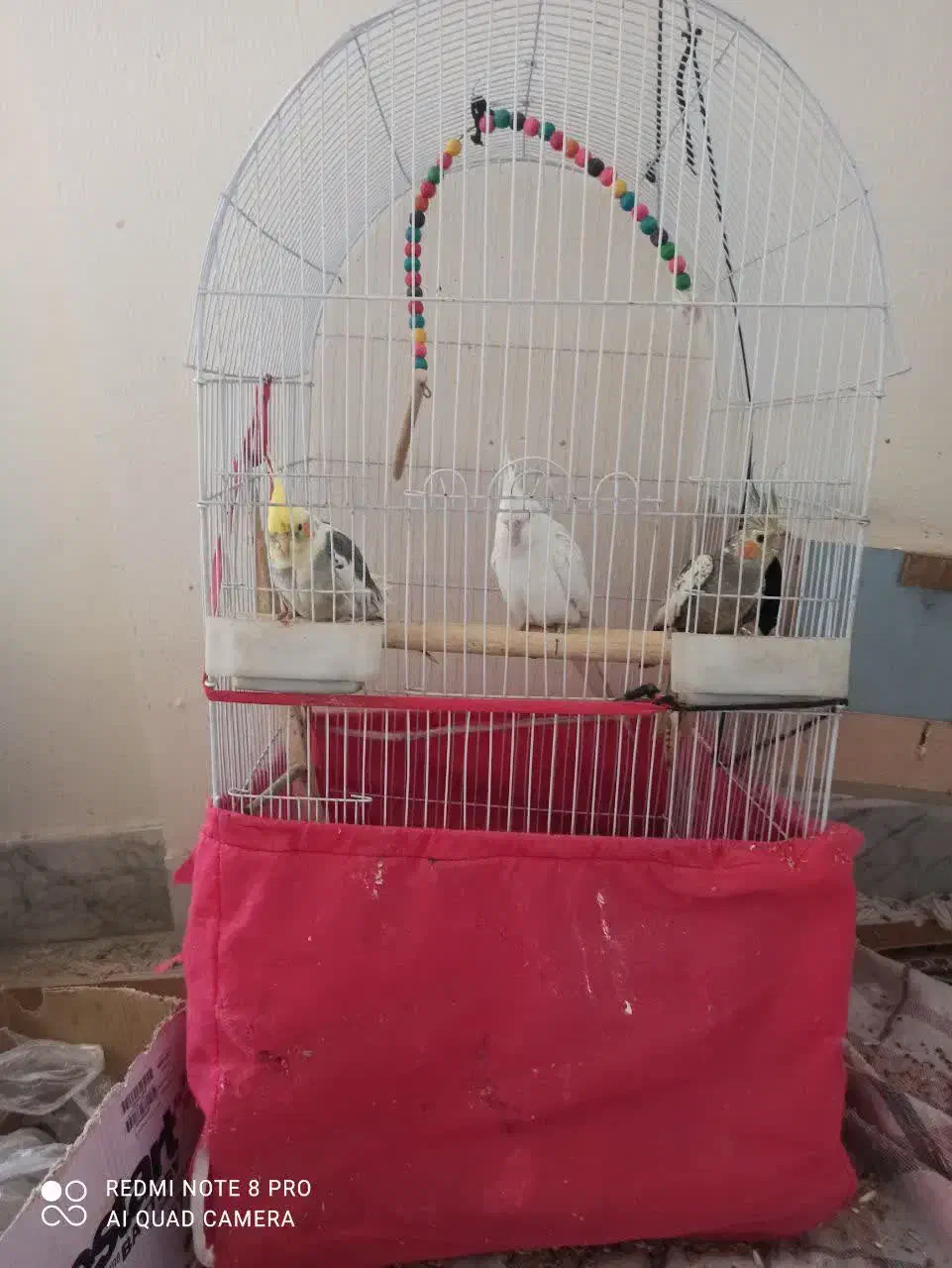 عروس هلندی|پرنده|اصفهان, ولدان|دیوار