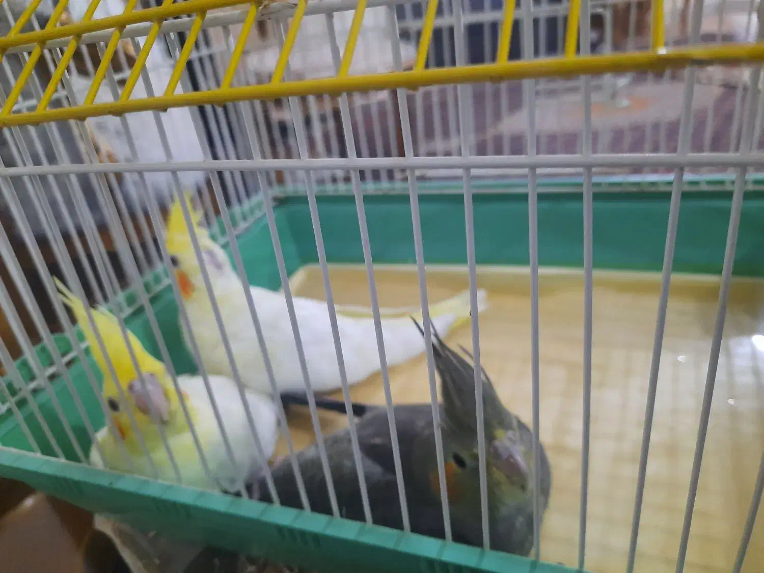 عروس هلندی نر به همراه ۳عددجوجه|پرنده|تبریز, |دیوار