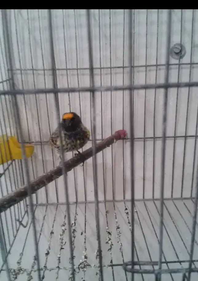 سهره گلبسر قناری فنچ|پرنده|مشهد, شهرک بهارستان|دیوار