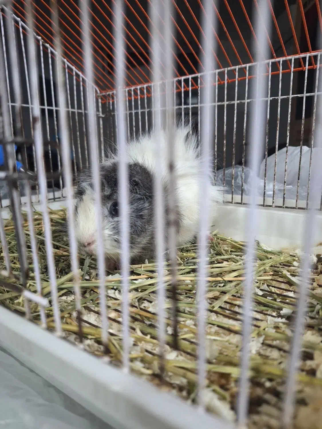 خوکچه هندی شیطون و ناقلا|موش و خرگوش|مشهد, هنرستان|دیوار