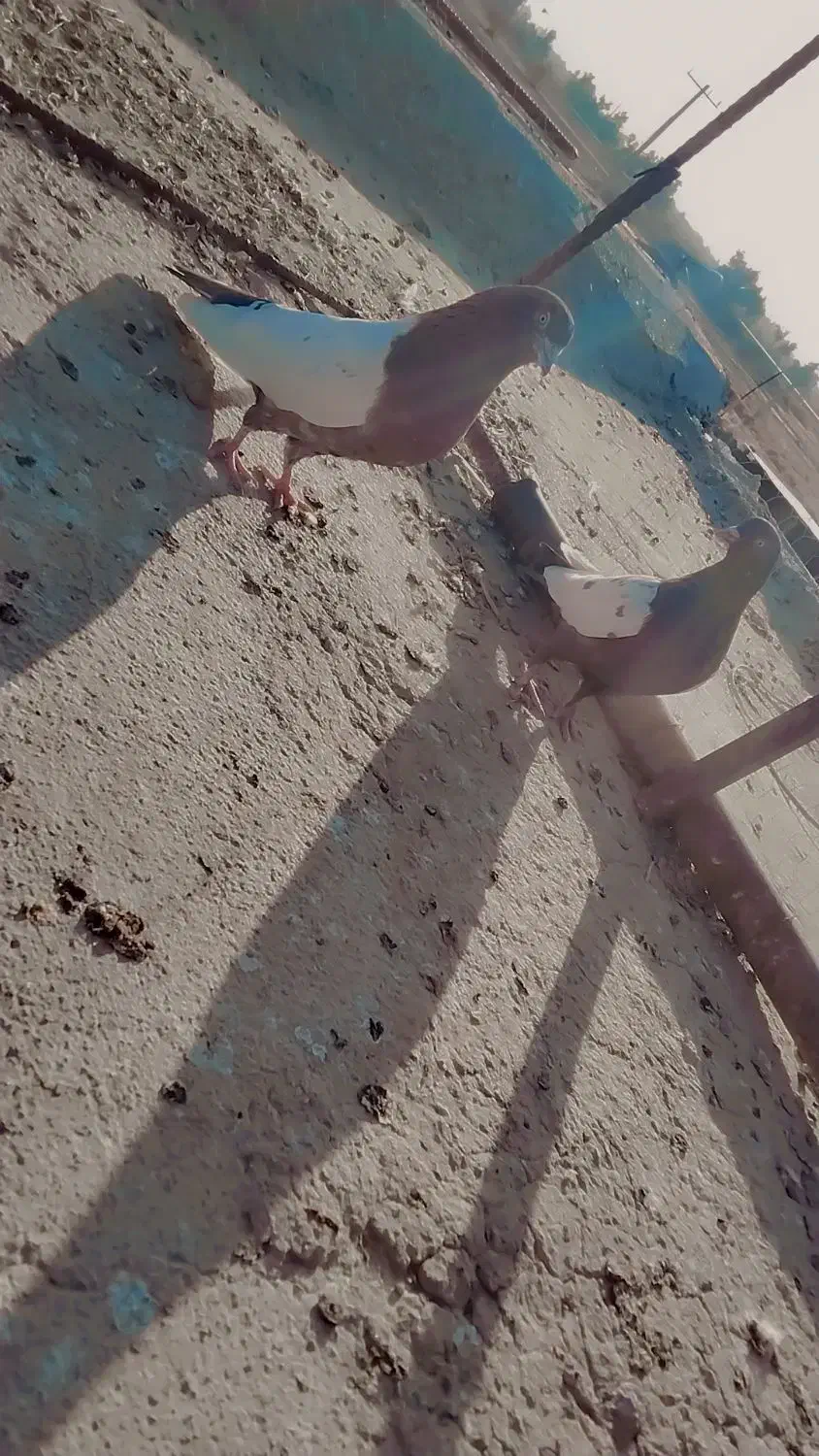 کفتر|پرنده|زابل, |دیوار